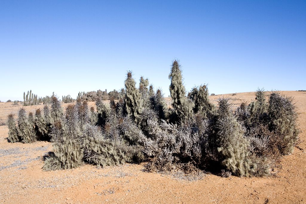 470 Echinopsis deserticola mit Flechten, Nationalpark Pan de Azucar, Chile