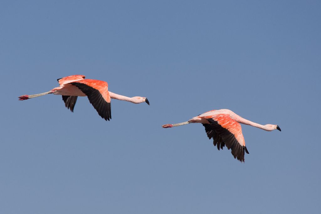 875 Chile-Flamingo, San Pedro de Atacama, Chile